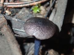 Cyanula