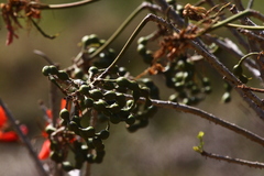 Erythrina lysistemon