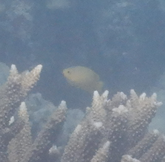 Pomacentrus moluccensis