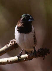 Spermestes cucullata