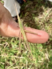 Acrida conica