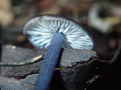 Cyanula