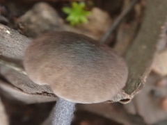 Cyanula