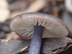 Cyanula