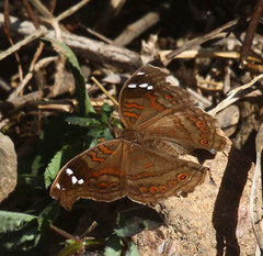 Junonia natalica