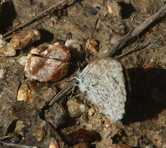 Zizeeria knysna