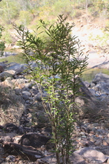 Phyllanthus lamprophyllus