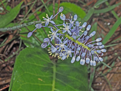 Merwilla plumbea