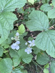 Rubus bifrons