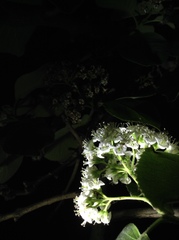 Ehretia dicksonii
