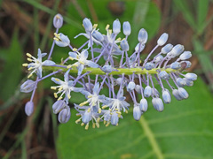 Merwilla plumbea
