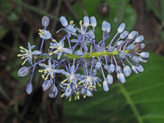Merwilla plumbea
