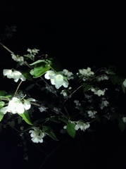 Philadelphus pekinensis