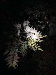 Ailanthus altissima