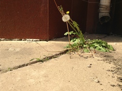 Taraxacum mongolicum