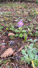 Dipsacoideae
