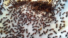 Crematogaster scutellaris