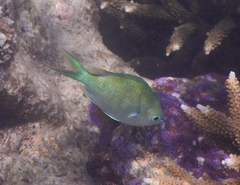 Chromis atripectoralis