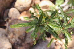 Phyllanthus lamprophyllus