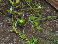 Spermacoce verticillata