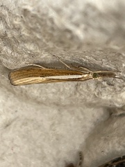 Agriphila selasella