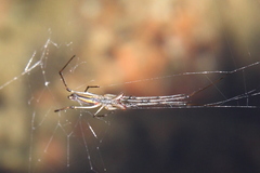Tetragnathidae