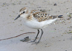 Calidris minuta