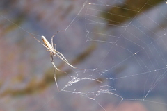 Tetragnathidae