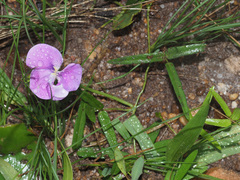 Vigna vexillata angustifolia