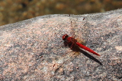 Diplacodes haematodes