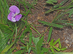 Vigna vexillata angustifolia