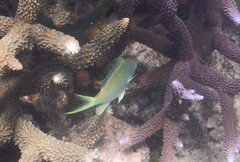 Chromis atripectoralis