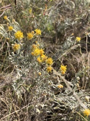 Galatella villosa