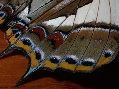 Charaxes sempronius