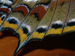 Charaxes sempronius