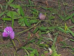 Vigna vexillata angustifolia