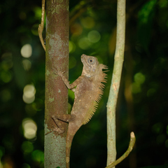 Gonocephalus bornensis