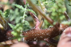Ambrosiinae