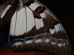 Charaxes sempronius