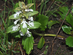 Ajuga ophrydis