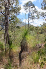 Xanthorrhoea johnsonii