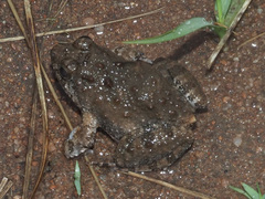 Phrynobatrachus natalensis