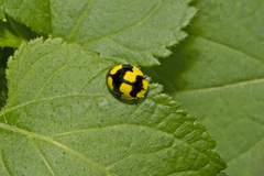 Illeis galbula
