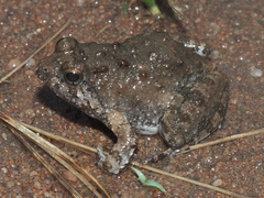 Phrynobatrachus natalensis