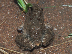 Phrynobatrachus natalensis