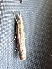 Agriphila geniculea