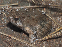 Phrynobatrachus natalensis