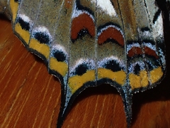Charaxes sempronius