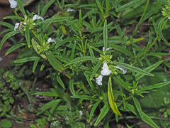 Leucas lavandulifolia