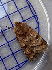 Diarsia rubi